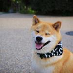 Oto Maru - najbardziej uśmiechnięty pies w Japonii