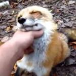 To wideo sprawi, że zapragniesz hodować lisa