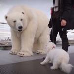 Niedźwiedź polarny na wolności w Londynie
