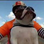 Bulldog angielski pozdrawia motocyklistów