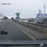 Rosyjski kierowca pomaga rannemu psiakowi