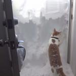 Kot przedziera się przez warstwę śniegu