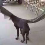 Pies poszukuje relaksu