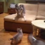 Mały husky bawi się ze swoimi dziećmi