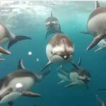 Pływanie z delfinami nakręcone kamerą GoPro