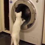 Koty vs pralki