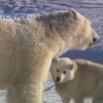 Psy bawią się z niedźwiedziami polarnymi