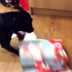 Psy odpakowują swoje prezenty