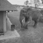 Kulturalny słoń sprząta po ludziach