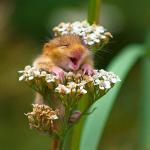 Kolekcjoner SŁODKOŚCI - myszy polne