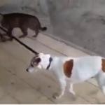 Kot wyprowadza psa na spacer!