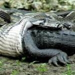OKRUTNA NATURA: pyton zjada aligatora