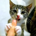 Kociak poznaje sok wiśniowy