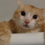 Gruby kotek nie może wyjść z wanny