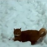 Koty BAWIĄ SIĘ w śniegu!