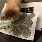 Reakcje kota na iluzje optyczne