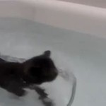 Kot, który cieszy się... wodą!
