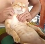 Kot KOCHA masaż!